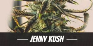 Jenny Kush