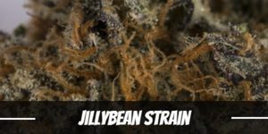 Jillybean Strain
