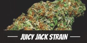 Juicy Jack Strain