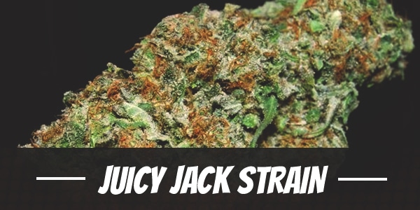 Juicy Jack Strain