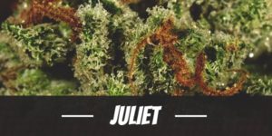 Juliet