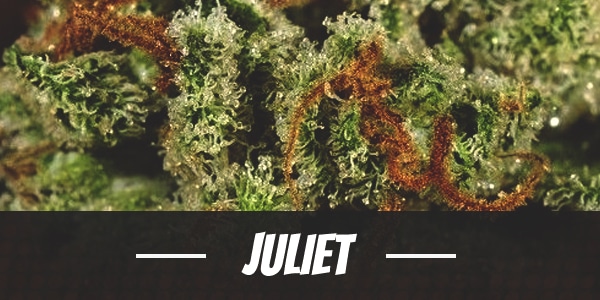Juliet