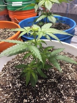 they’re looking