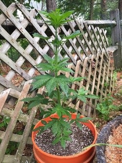 starting to flower