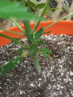 starting to flower