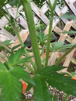 starting to flower