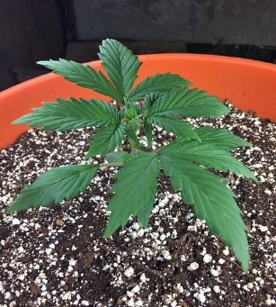 any nutrients
