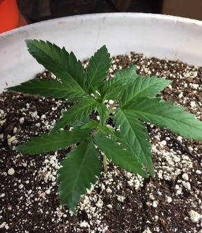 any nutrients