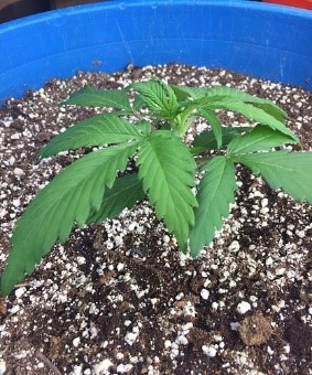 any nutrients