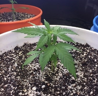 start to flower