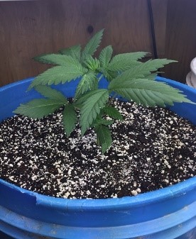 start to flower