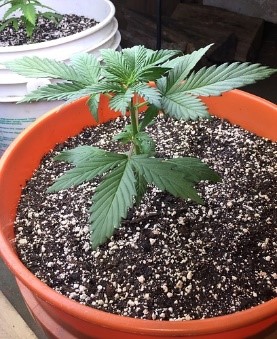 start to flower