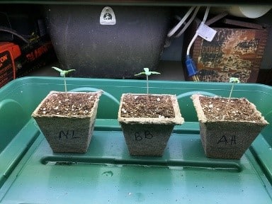 after germination