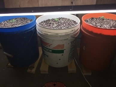the white bucket