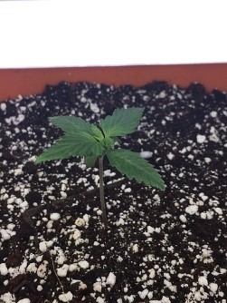 the white bucket