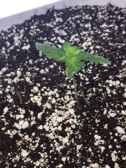 the white bucket