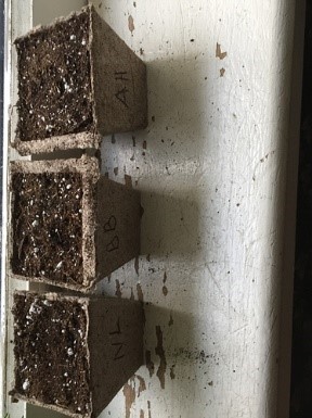 Just dirt for now