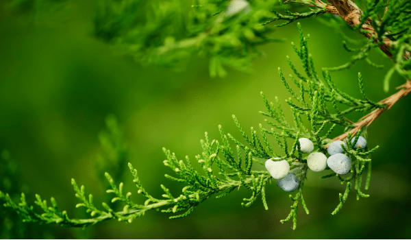 Juniper branch with berries