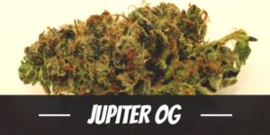 Jupiter OG