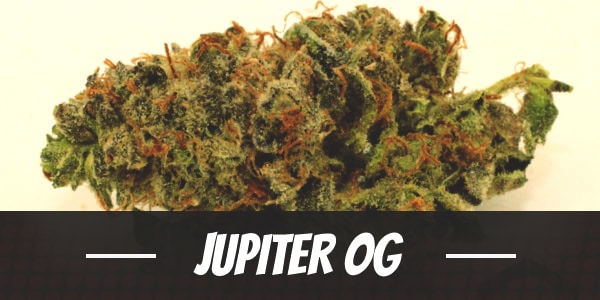 Jupiter OG