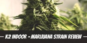 K2 Indoor – Marijuana Strain Review