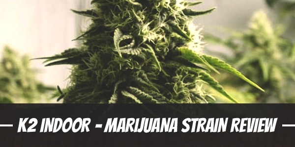 K2 Indoor – Marijuana Strain Review