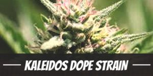 Kaleidos Dope Strain