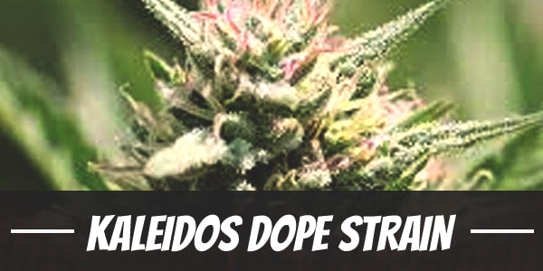 Kaleidos Dope Strain