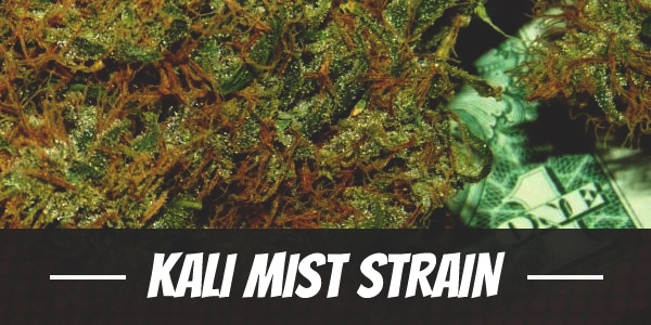 Kali Mist Strain