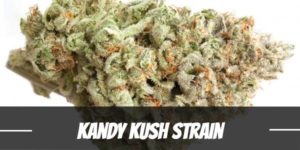 Kandy Kush Strain