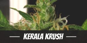 Kerala Krush