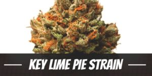 Key Lime Pie Strain