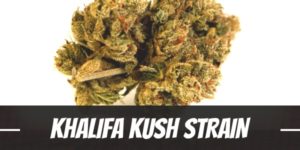 Khalifa Kush Strain