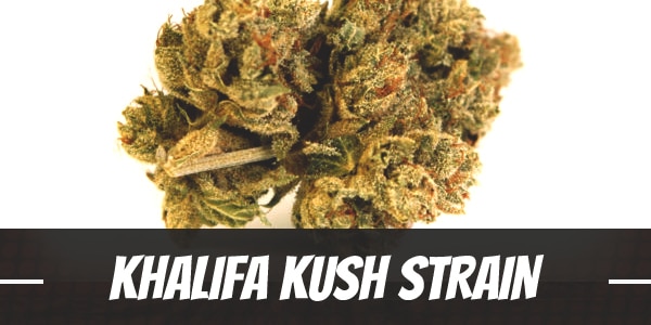 Khalifa Kush Strain