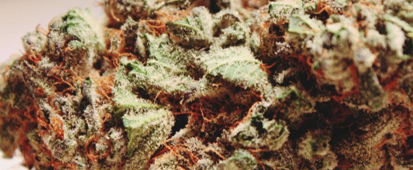 Khalifa Kush Adverse Reaction