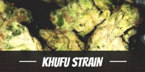 Khufu Strain