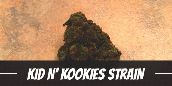 Kid N’ Kookies Strain