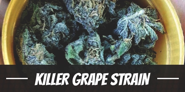 Killer Grape Strain