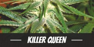 Killer Queen