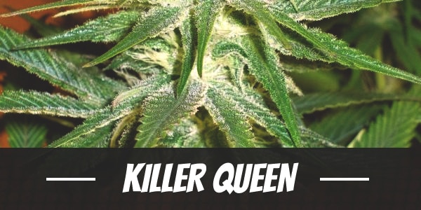 Killer Queen