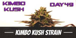 Kimbo Kush Strain