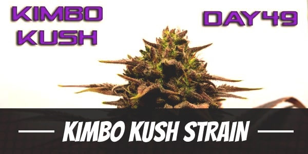 Kimbo Kush Strain