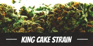 King Cake Strain