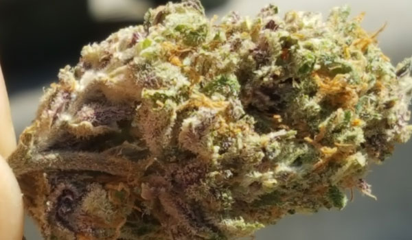 King Cake Strain Effects