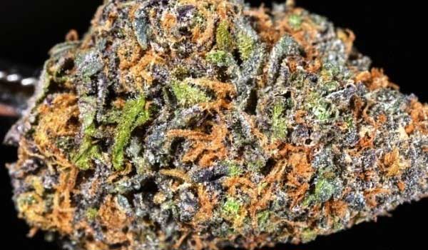 King Cake Strain Growing