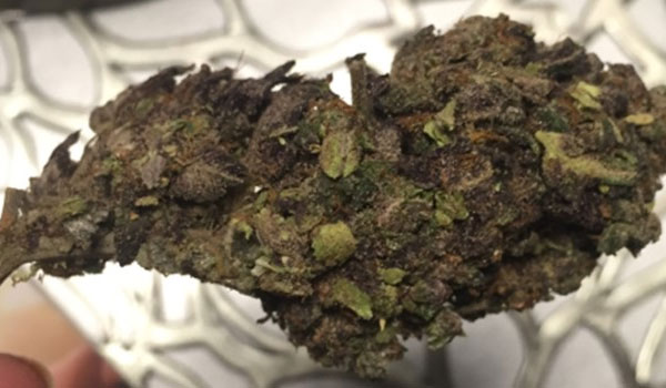 King Cake Strain Medical
