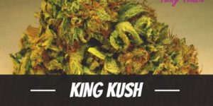 King Kush marijuana strain