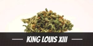 King Louis XIII