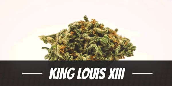 King Louis XIII