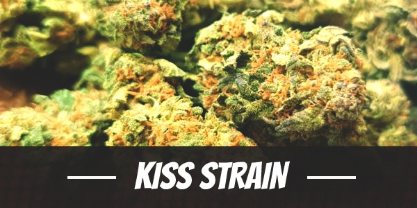 Kiss Strain